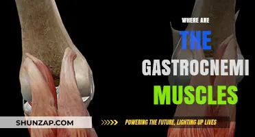 Gastrocnemius Muscles: Location and Function