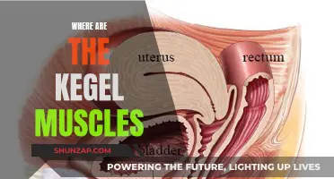 Kegel Muscles: Where Are These Pelvic Floor Muscles Located?