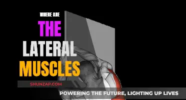Lateral Muscles: Where Are They Located in the Body?