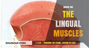 Lingual Muscles: Their Location and Function Explained