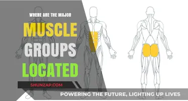 Major Muscle Groups: A Comprehensive Guide to Their Locations