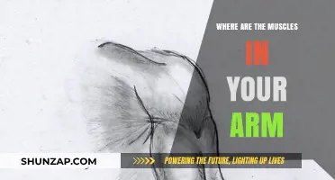Unveiling the Anatomy: Exploring the Muscles in Your Arm
