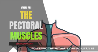 Pectoral Muscles: Where Are They Located?