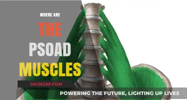 Psoas Major and Minor: Location and Function