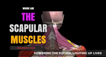 Scapular Muscles: Location and Function
