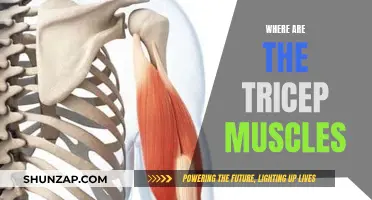 Tricep Muscles: Location and Anatomy Explained