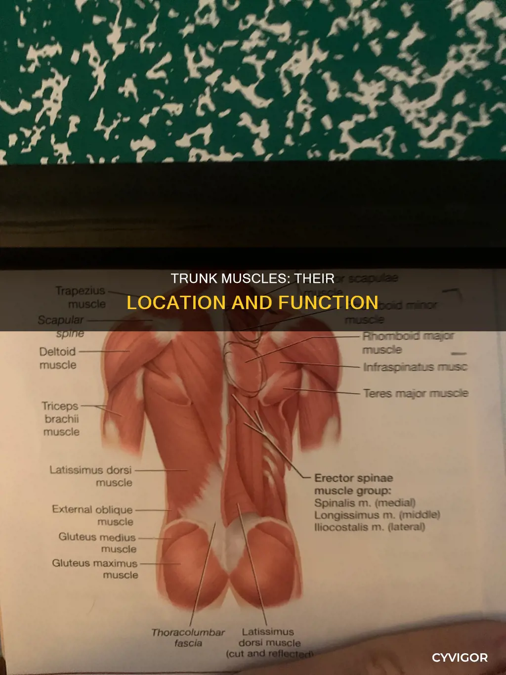 where are trunk muscles
