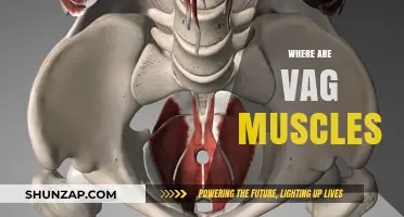 Vaginal Muscles: Where Are They Located?