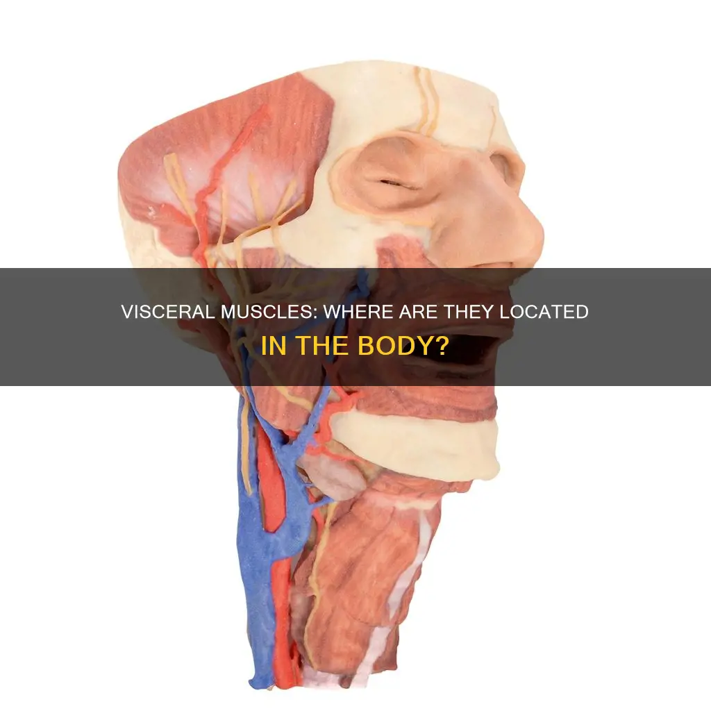where are visceral muscles located