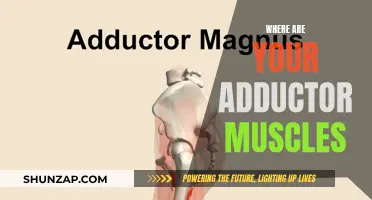 Adductor Muscle Location: Know Your Inner Thigh Anatomy