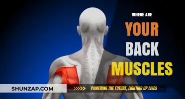 Unveiling the Hidden Strength: A Guide to Your Back Muscles