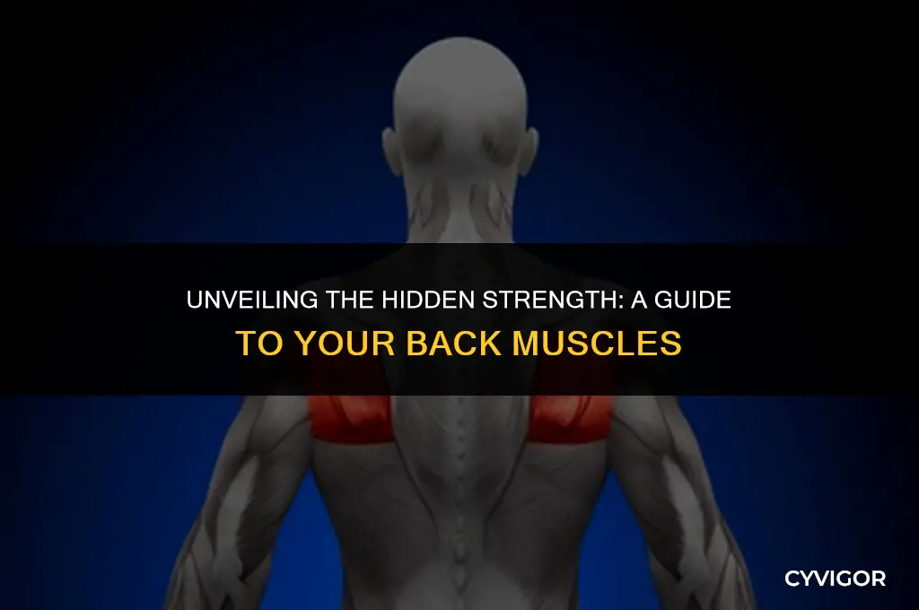 where are your back muscles