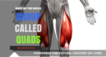 Discover the Location and Function of Your Quad Muscles