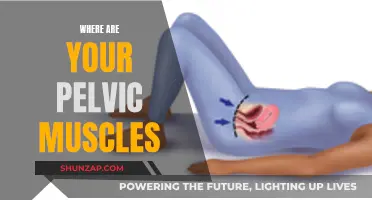 Pelvic Floor Muscles: Their Location and Functionality