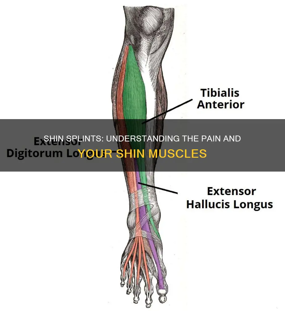 where are your shin muscles