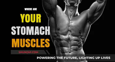Stomach Muscles: Their Location and Function Explained