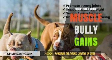 Top Sources to Order Muscle Bully Gains Online Safely