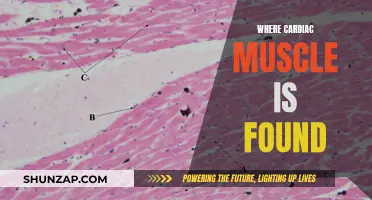 Finding Cardiac Muscles: Their Locations and Functions