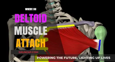 Deltoid Muscle Origins and Insertions: Understanding the Anatomy