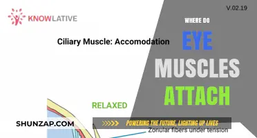 Eye Muscles: Where Do They Attach?