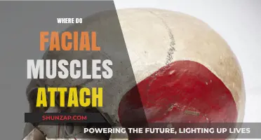 Facial Muscles: Where Do They Attach?