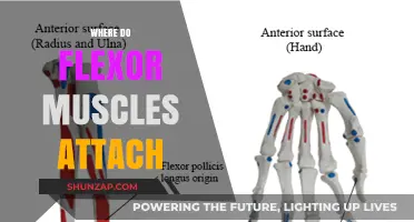 Flexor Muscles: Where and How They Attach