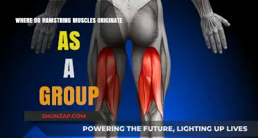 Hamstring Muscles Origin: Unveiling Their Collective Anatomical Starting Point