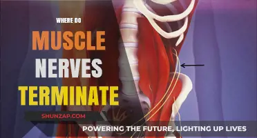 Where Do Muscle Nerves End?