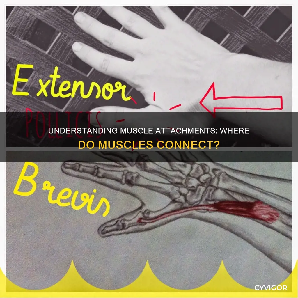 where do muscles attach