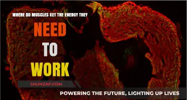 How Muscles Fuel Their Power: Unlocking Energy Sources for Optimal Performance