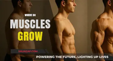 Unveiling Muscle Growth: Where and How Muscles Develop and Strengthen
