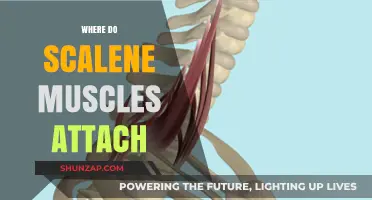 Understanding Scalene Muscles: Origins and Insertions
