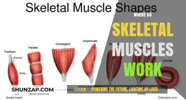 How Skeletal Muscles Function and Collaborate in the Human Body