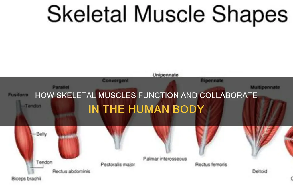 where do skeletal muscles work
