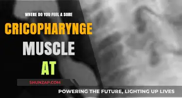 Sore Cricopharyngeal Muscle: Locating the Discomfort and Finding Relief