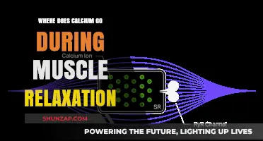 Calcium's Role in Muscle Relaxation: Unraveling the Intricate Process