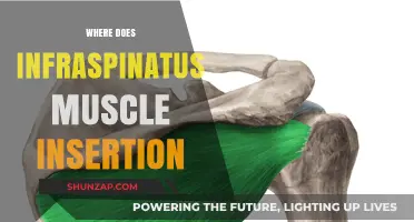 Infraspinatus Muscle: Where Does It Insert and Why?