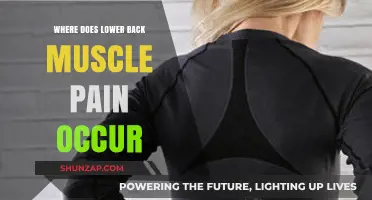 Understanding Lower Back Muscle Pain: Location, Causes, and Relief Tips