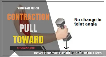 Muscle Contraction Mechanics: Understanding the Direction of Pull