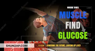 Muscle's Glucose Source: Energy's Origin