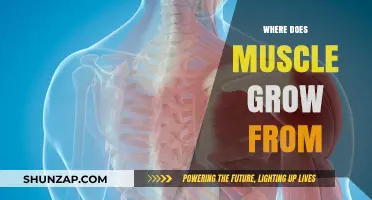Understanding Muscle Growth: Origins, Mechanisms, and Development Explained