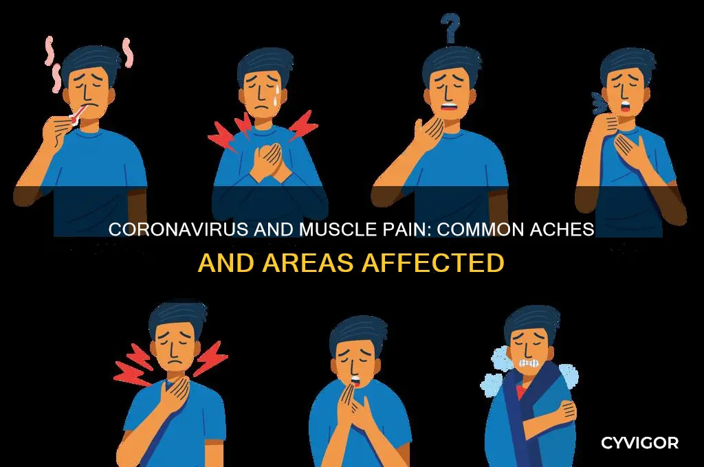 where does muscle pain occur with coronavirus