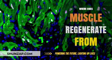 Muscle Regeneration: The Source of Strength
