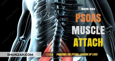 Psoas Muscle: Where It Attaches and Why It Matters