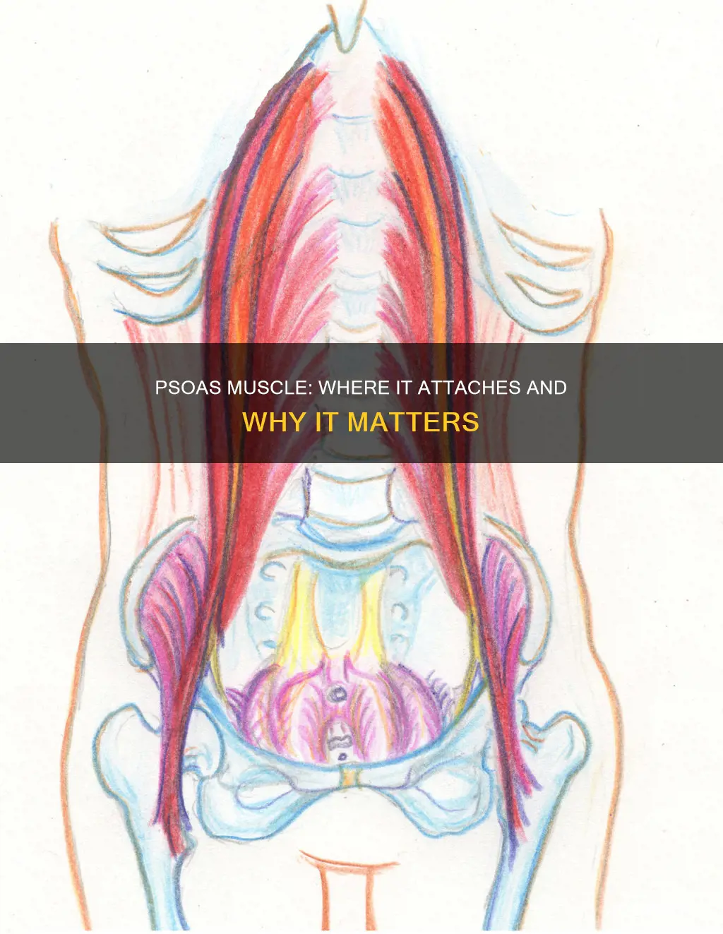 where does psoas muscle attach