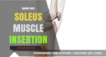 Soleus Muscle Insertion: Understanding the Lower Leg Anatomy