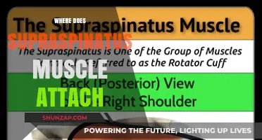 Supraspinatus Muscle: Where Does It Attach?