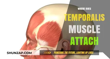The Temporalis Muscle: Where Does It Attach?