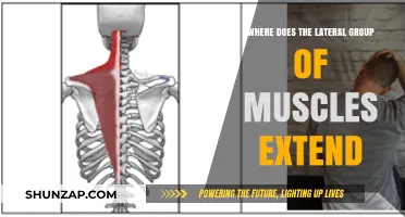 Lateral Muscle Group Extension: Origins, Functions, and Anatomical Reach