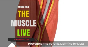 The Muscular System: Where Do Muscles Live?